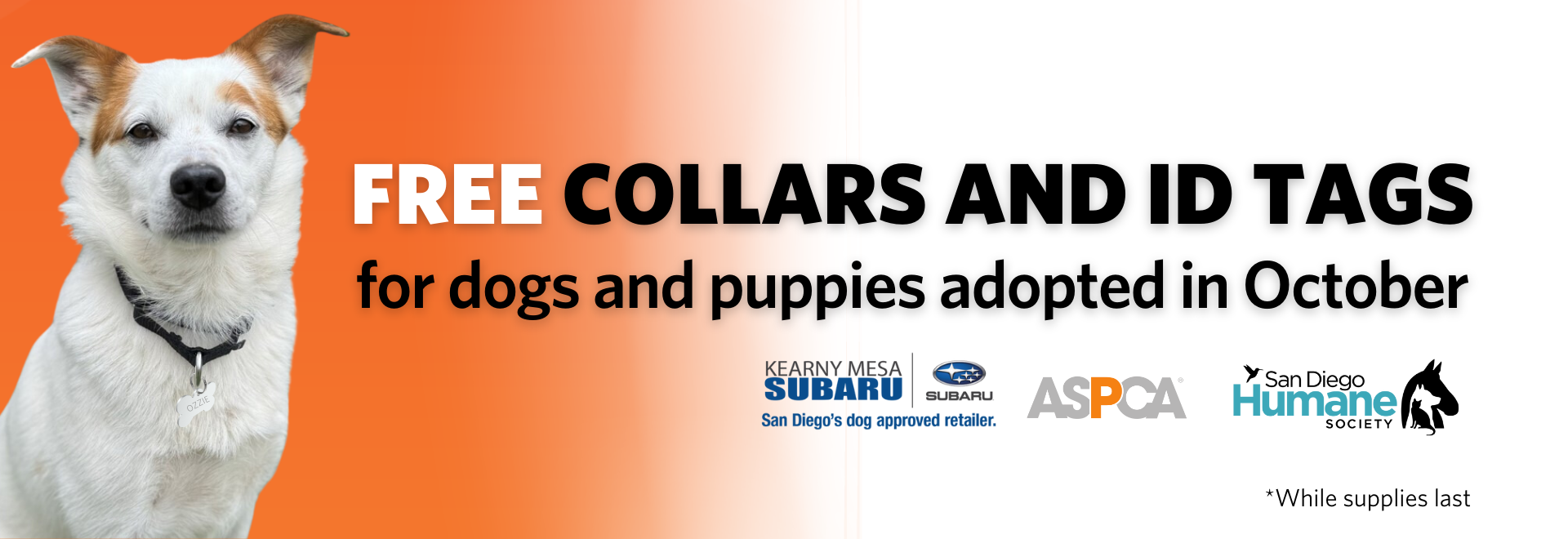 Free collars and id tags for dogs and puppies adopted in October