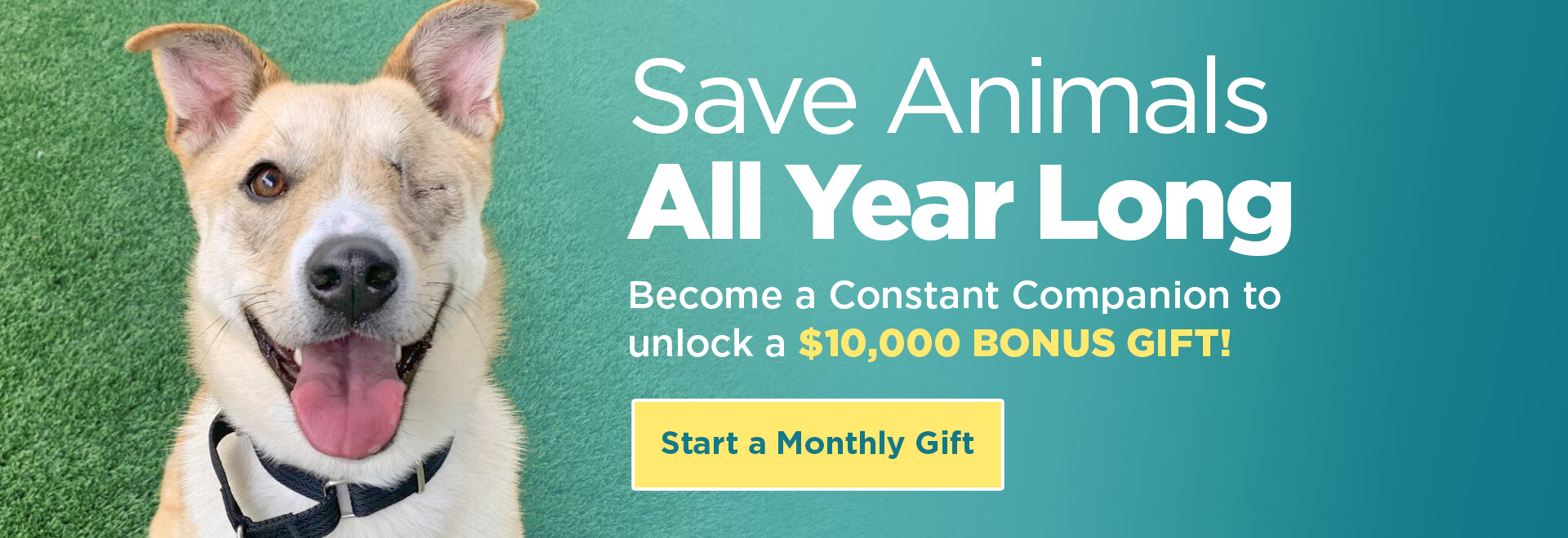 Become a Constant Companion Monthly donor to save animal lives all year long!