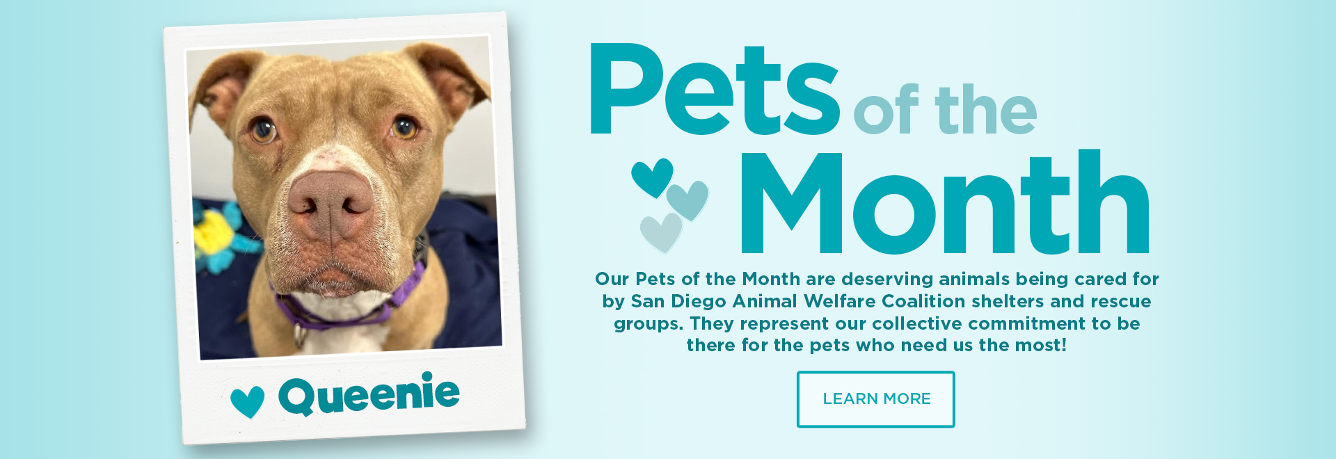  Discover the Heartwarming Stories of Priceless Pet Rescue Claremont: Your Next Best Friend Awaits!