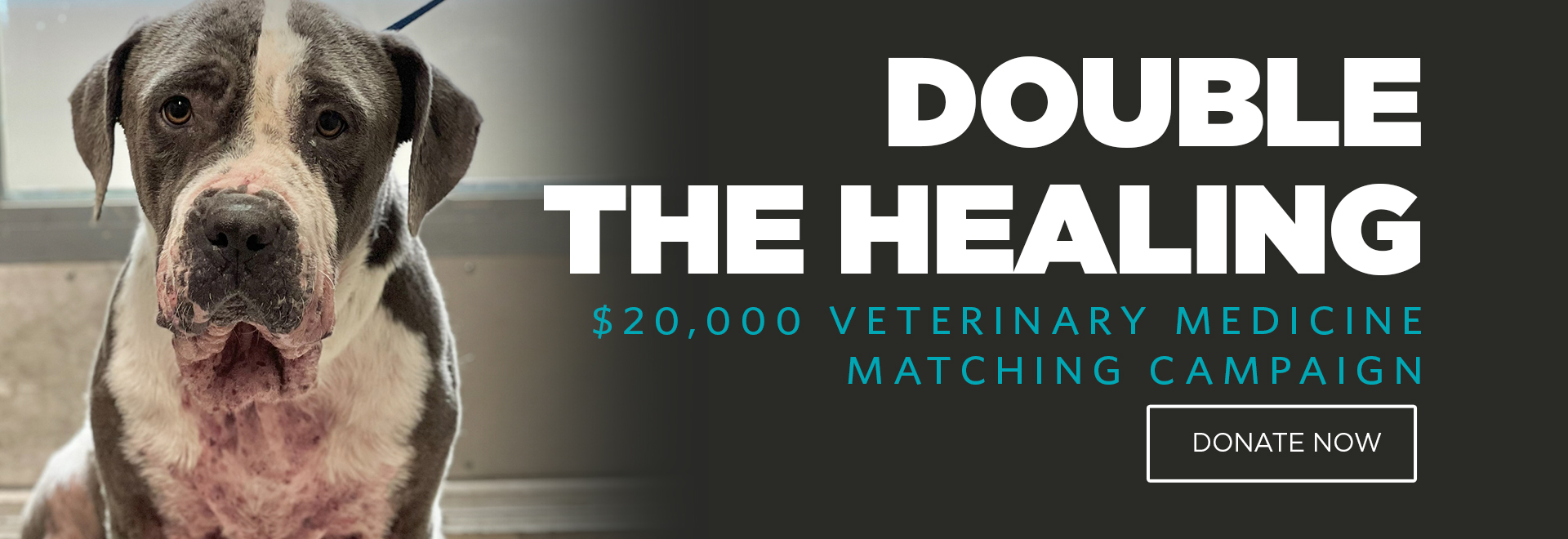 Double the Healing | $20,000 Veterinary Medicine Matching Campaign | Donate Now