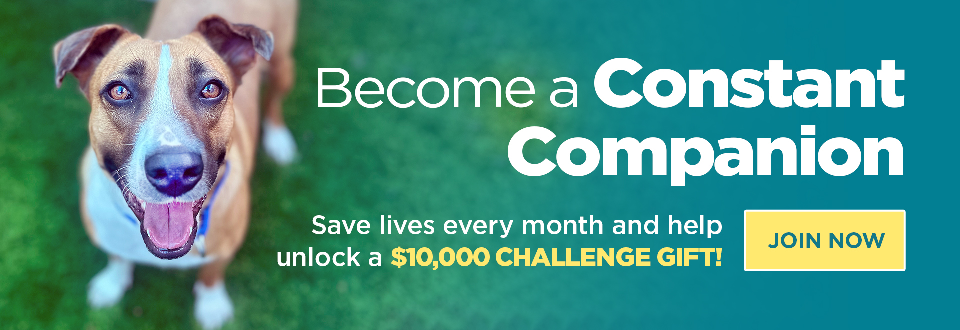 Become a Constant Companion | Save lives every month and help unlock a $10,000 challenge gift! Join Us