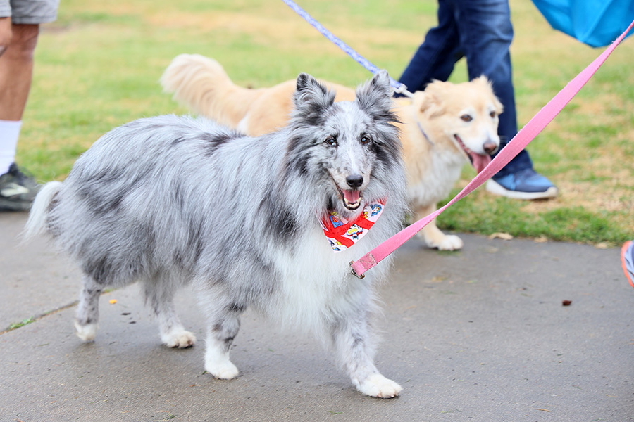 Walk for Animals San Diego Humane Society