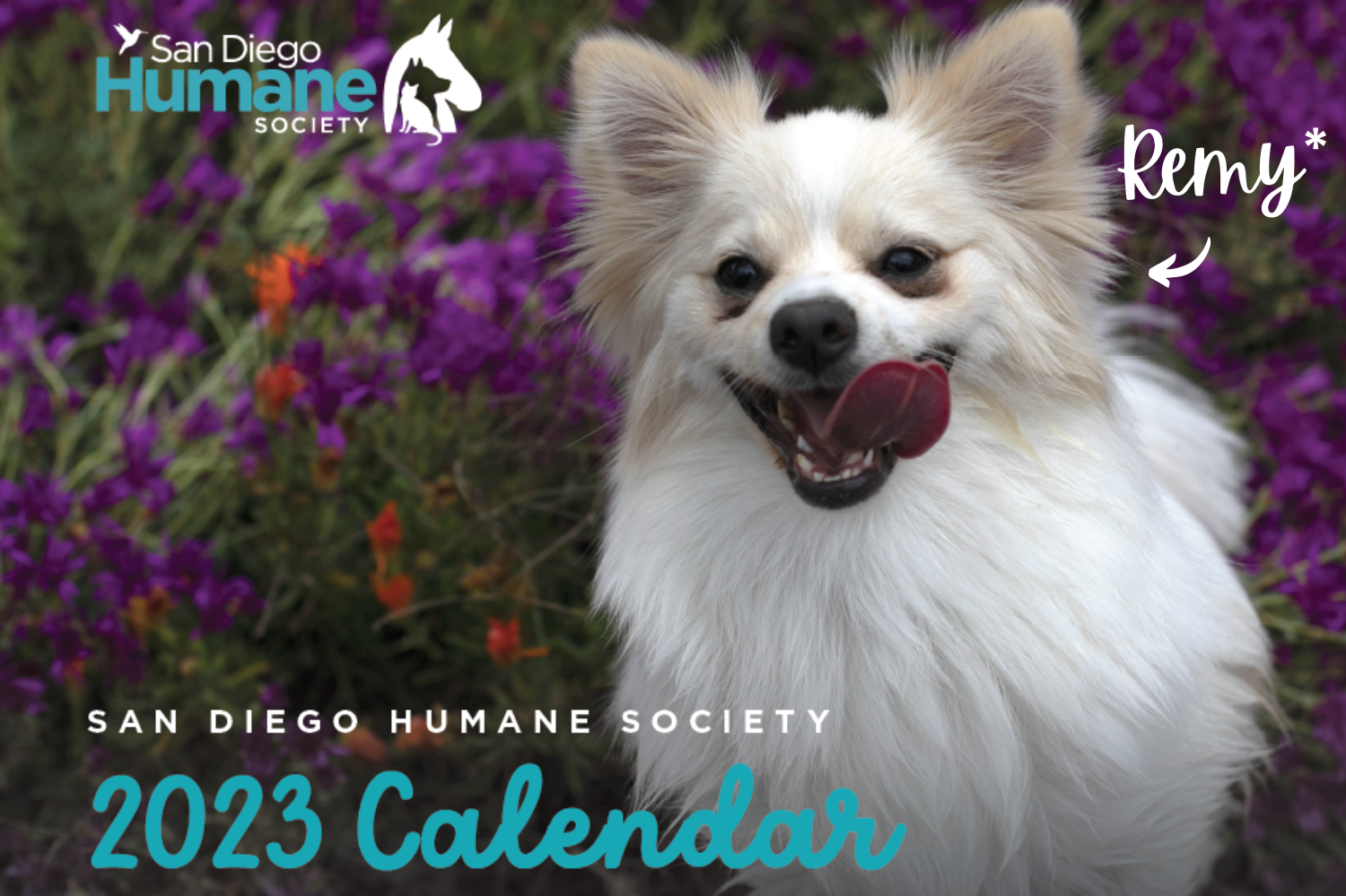 Photo Fundraiser & Calendar San Diego Humane Society