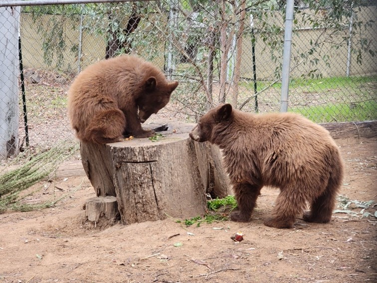 Six Orphaned Bear Cubs Receiving Care At SDHS Show Progress In Recovery