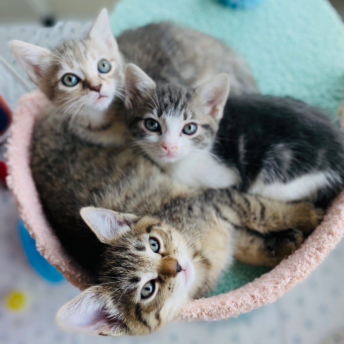 482353706 1212978563522249 865796554534705240 N