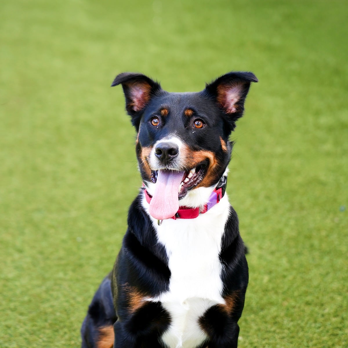 528826569 1324229232397181 8246166004706255852 N