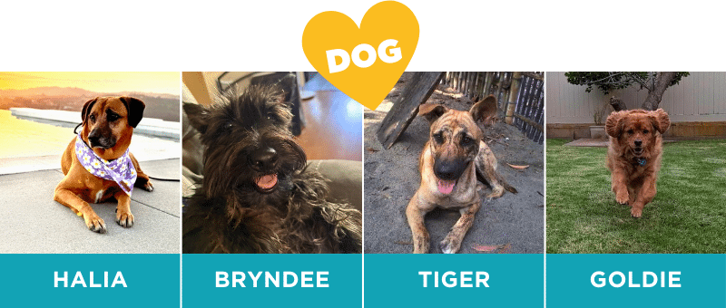 2nd - 5th Place: Dog Category