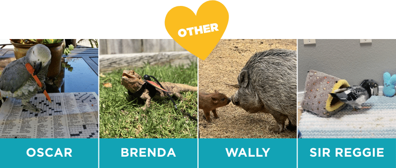 2nd - 5th Place: Other Pets Category