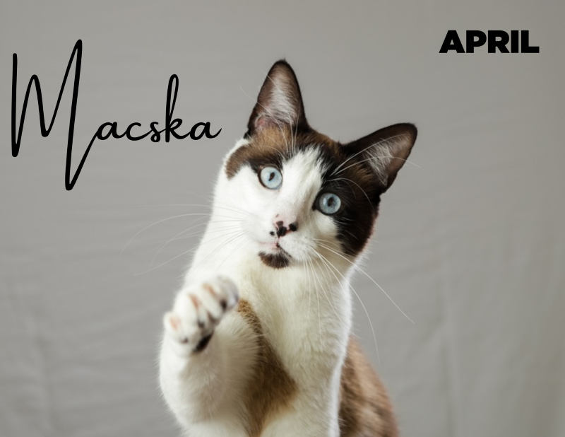 Macska