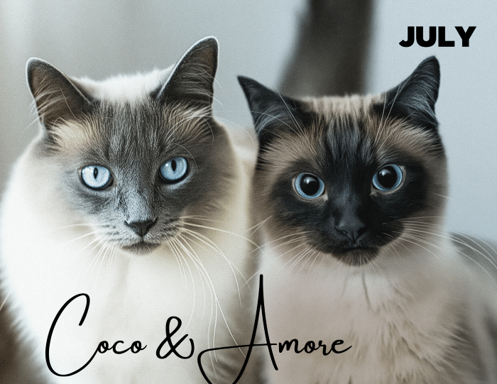 Coco & Amore