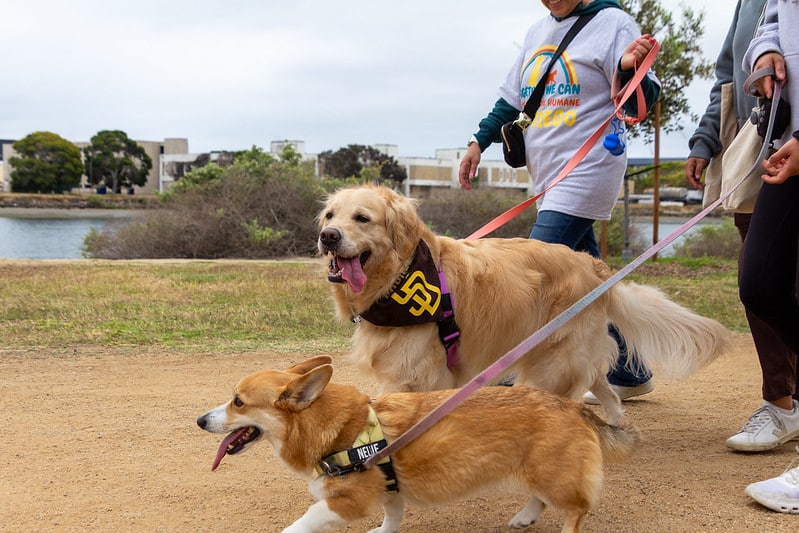 54501315982 17c97cca70 C