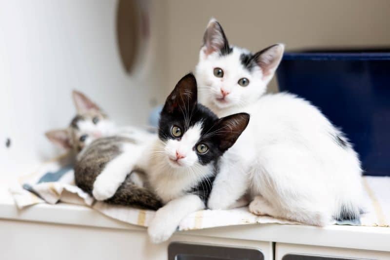 Badger 950661 PT SDC 071425 2