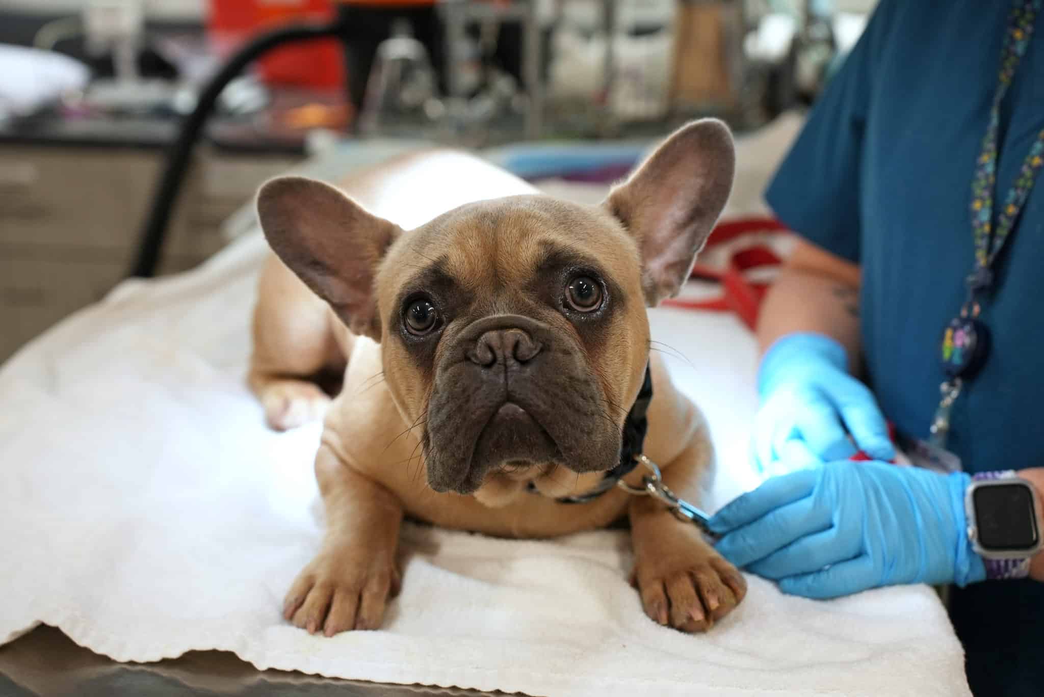 A french bulldog being examined at the vet