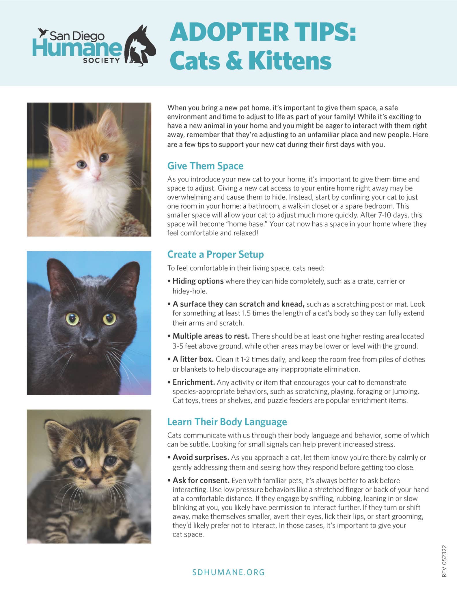 Cat And Kitten Adoption Tips Page 1