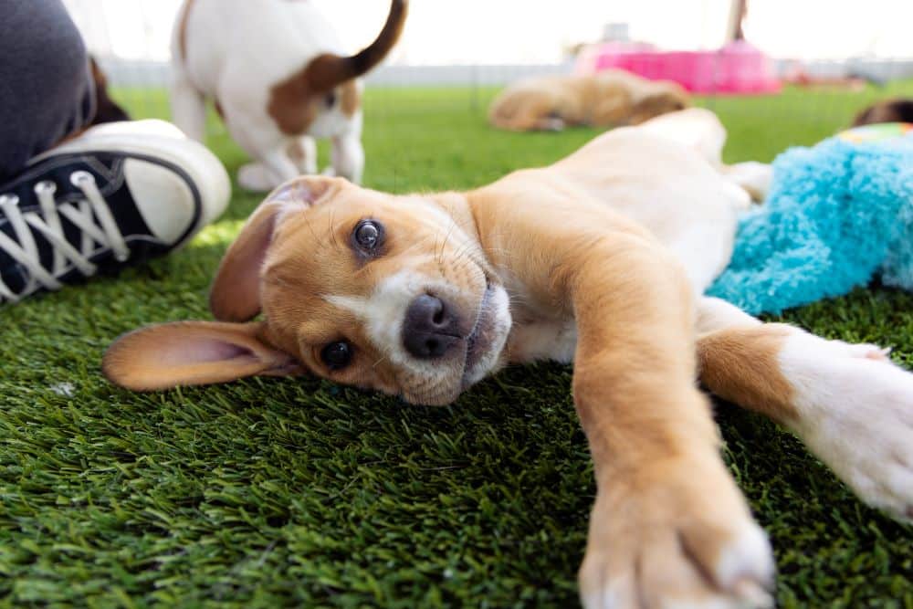 Give Humane Day 062724 PT SDC 7