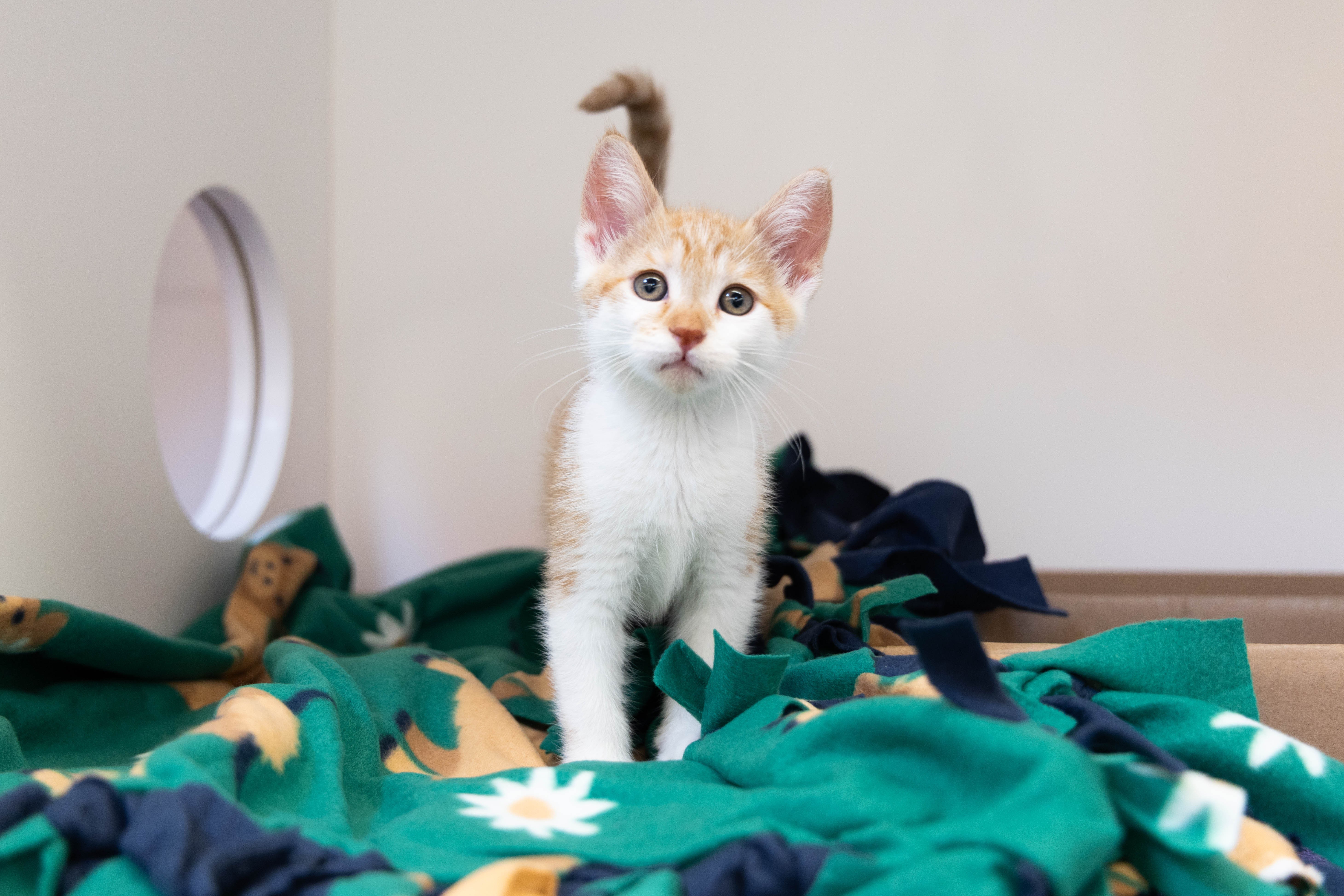 An orange and white kitten standing on a green blanket