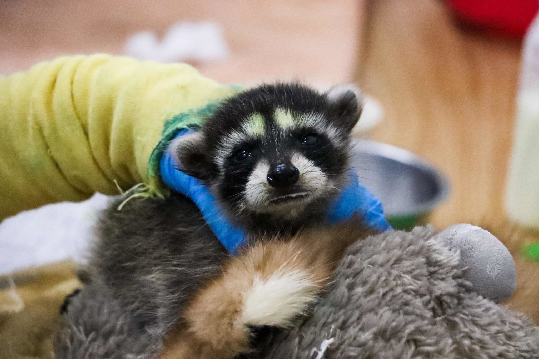 Discover Your Raccoon Personality: What Kind of Raccoon Are You?, image size:2048x1365