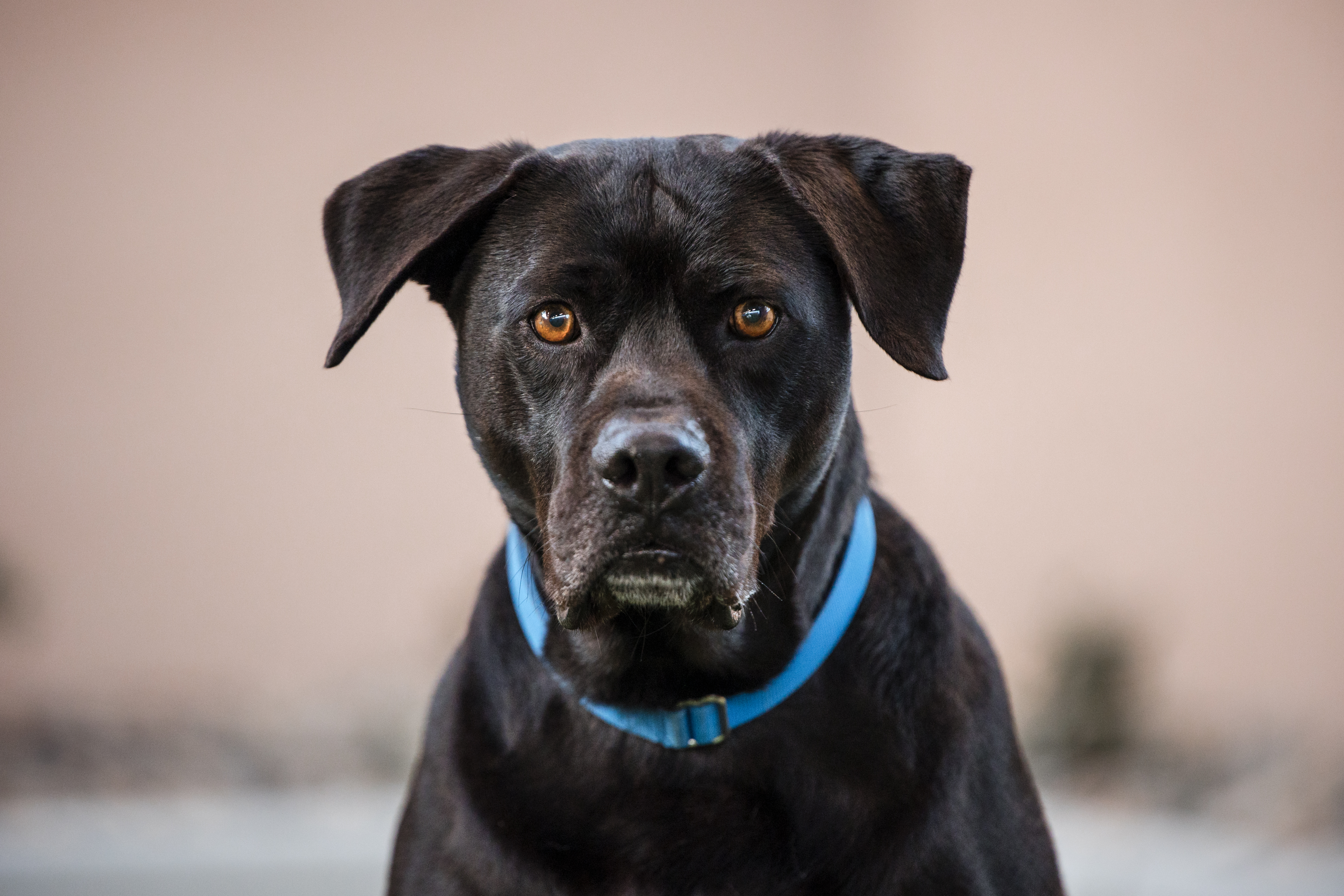 A black dog wearing a blue collar