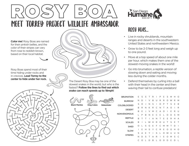 Rosy Boa Meet Torrey