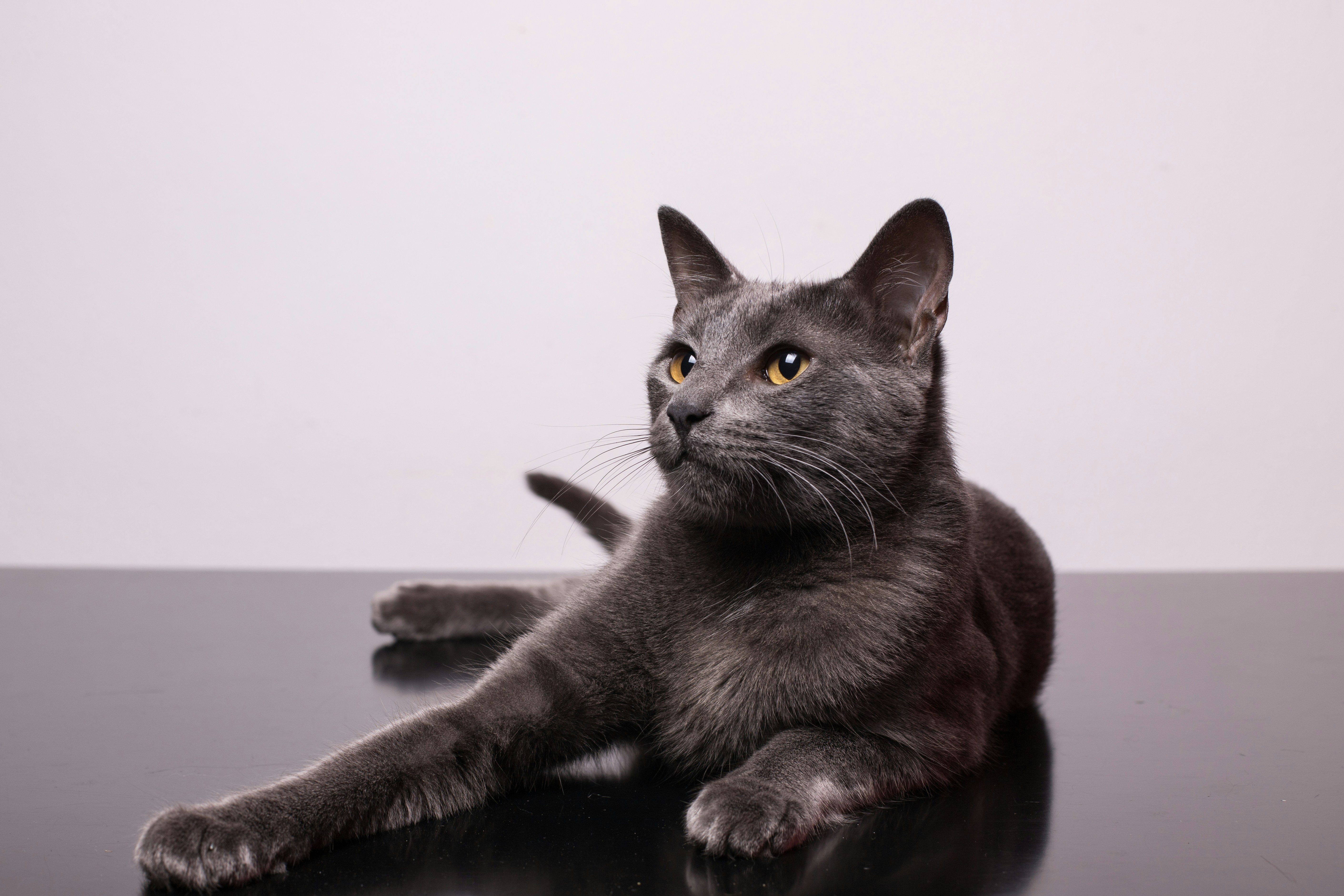 A grey cat laying down with a grey background