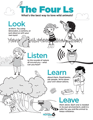 Project Wildlife The Four Ls