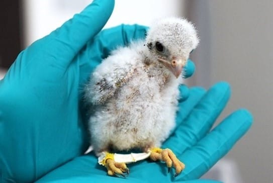 Wildlifehelphub Bird