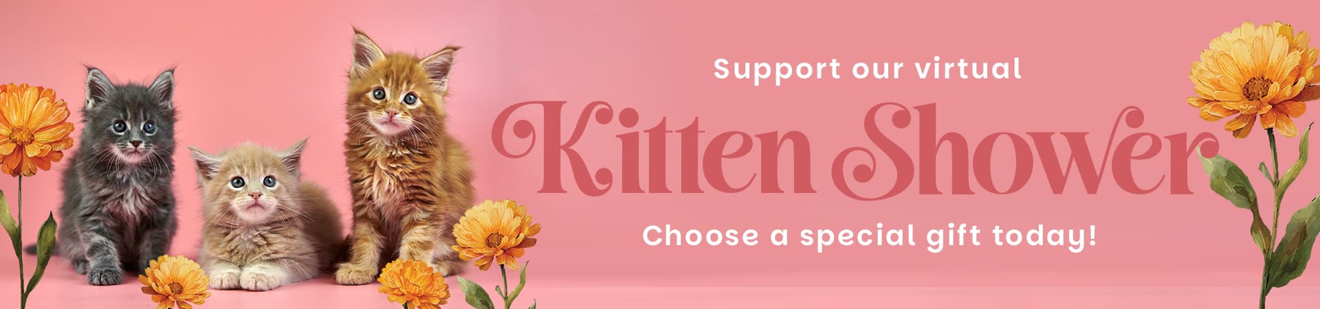Support our Virtual Kitten Shower!