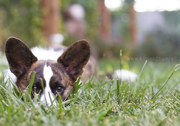 10 Tips For Taking Better Pet Photos