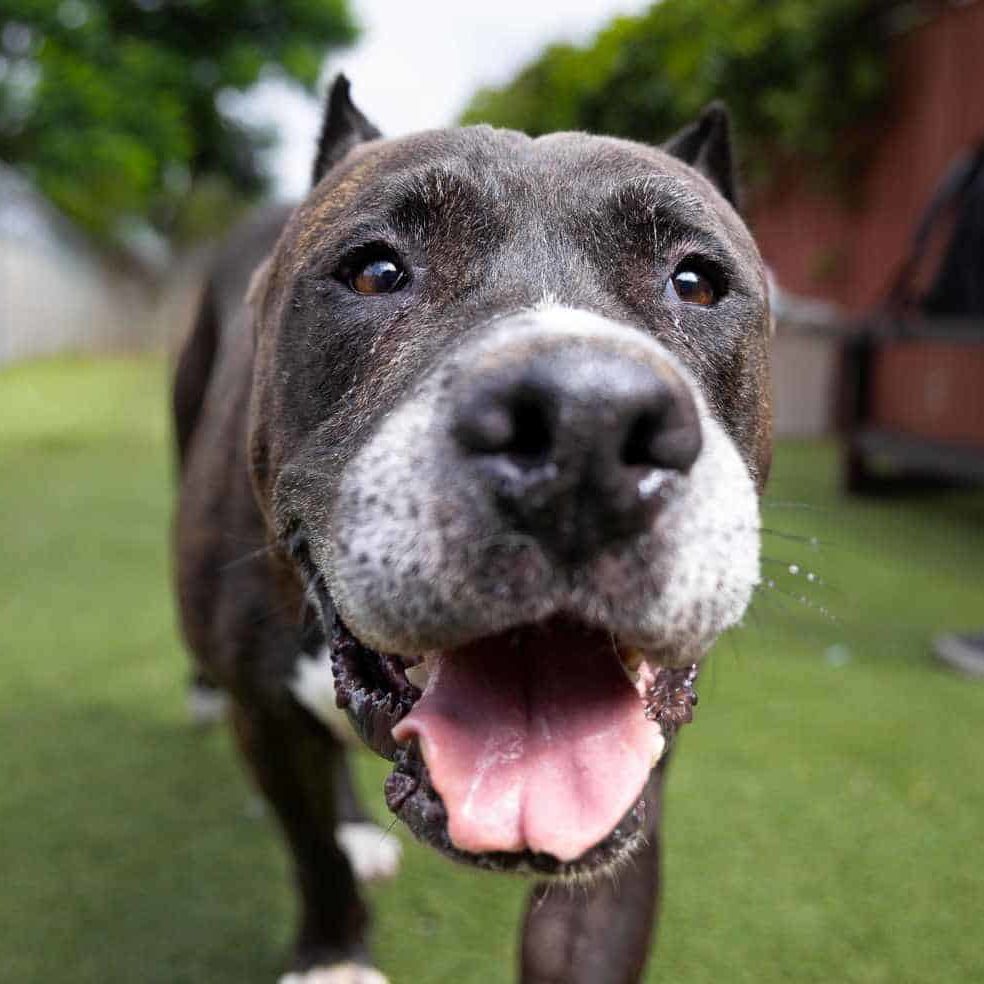 Overstimulated Behavior in Cats | San Diego Humane Society