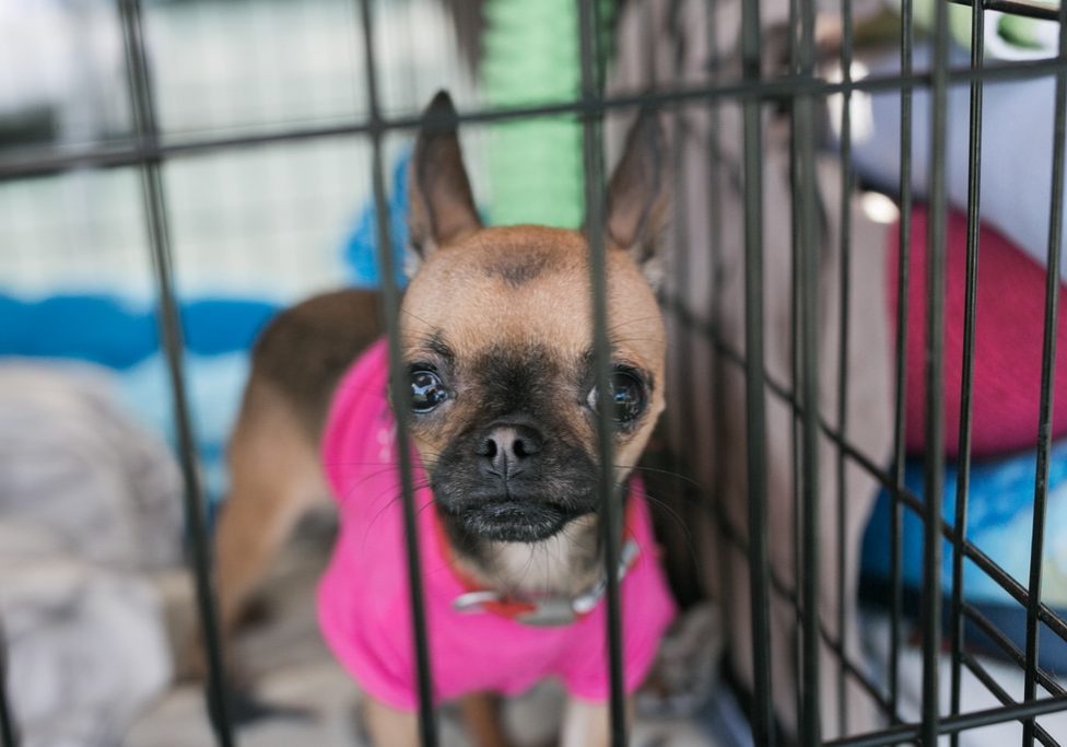 A small dog inside a crate wearing a pink sweater