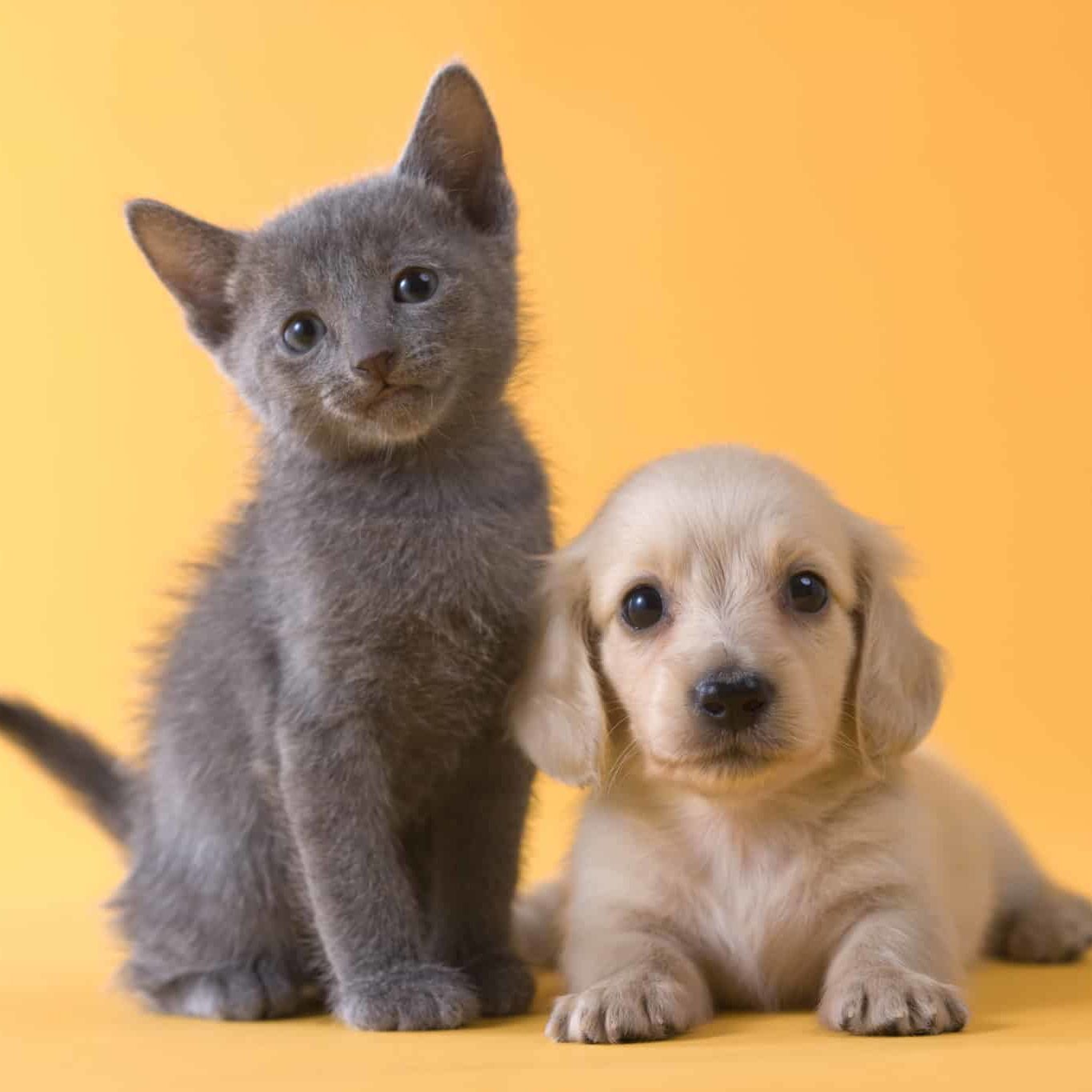 Russian Blue Kitten and Dachshund Puppy