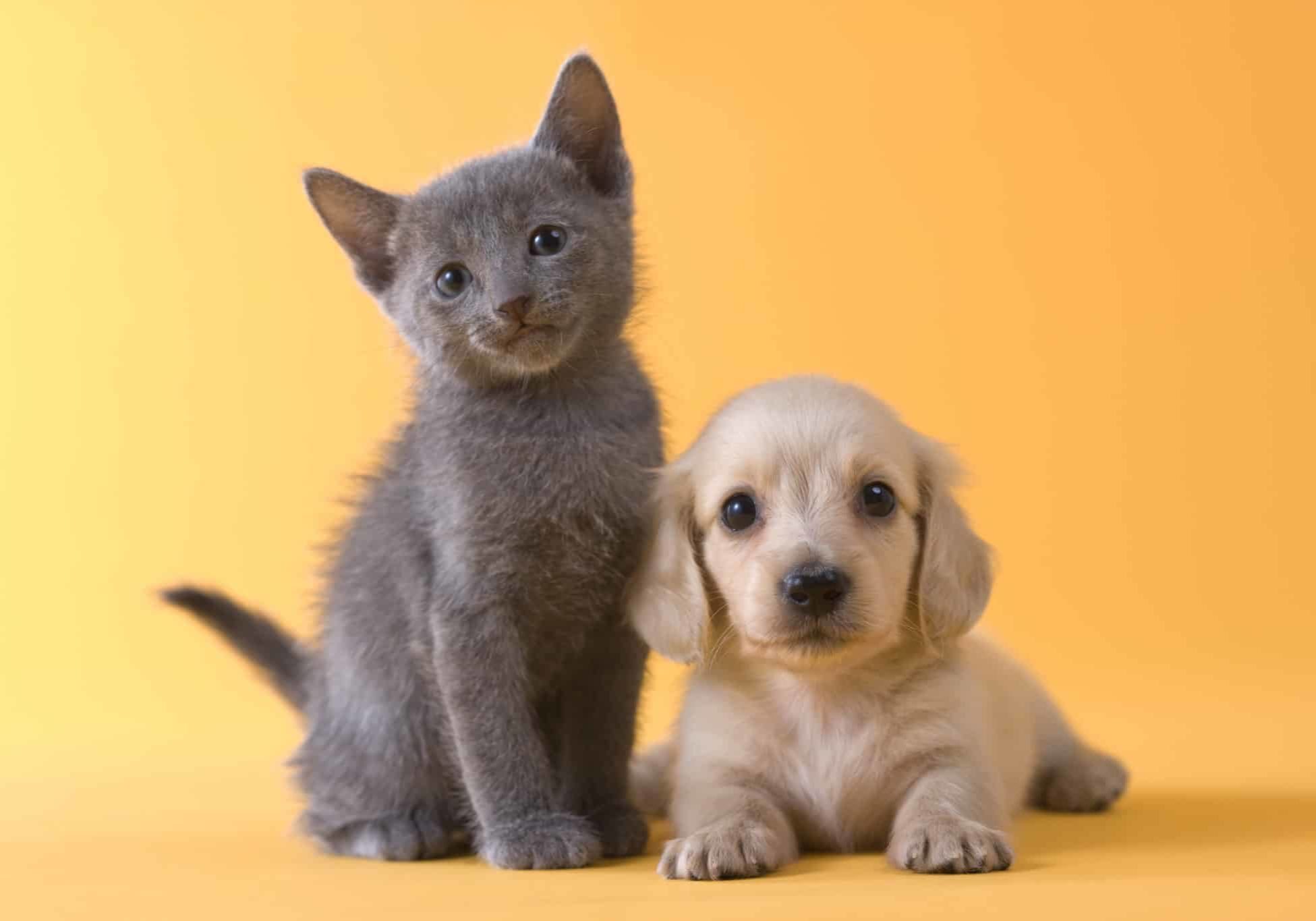 Russian Blue Kitten and Dachshund Puppy