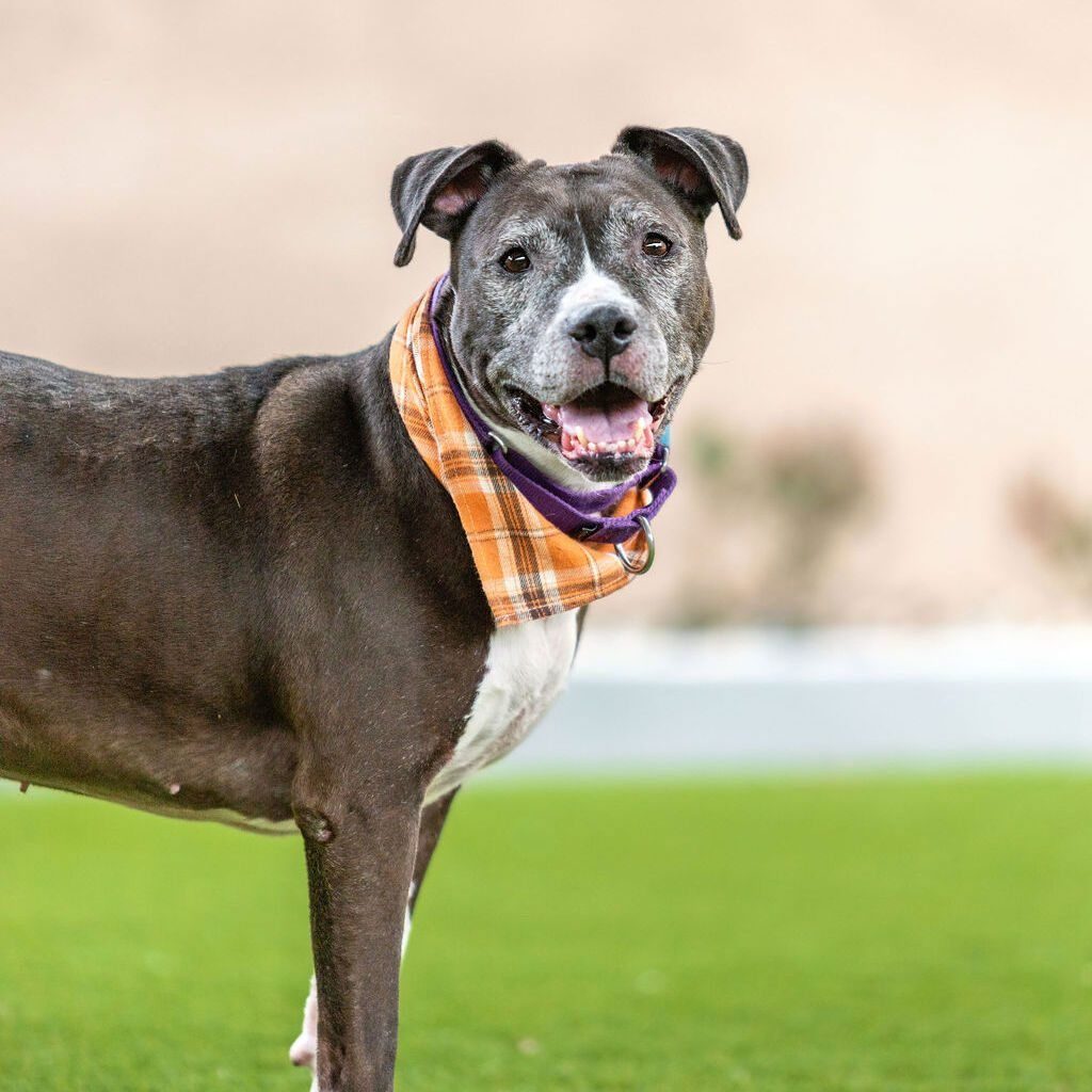 481768682 1208114670675305 6397555204322322098 N