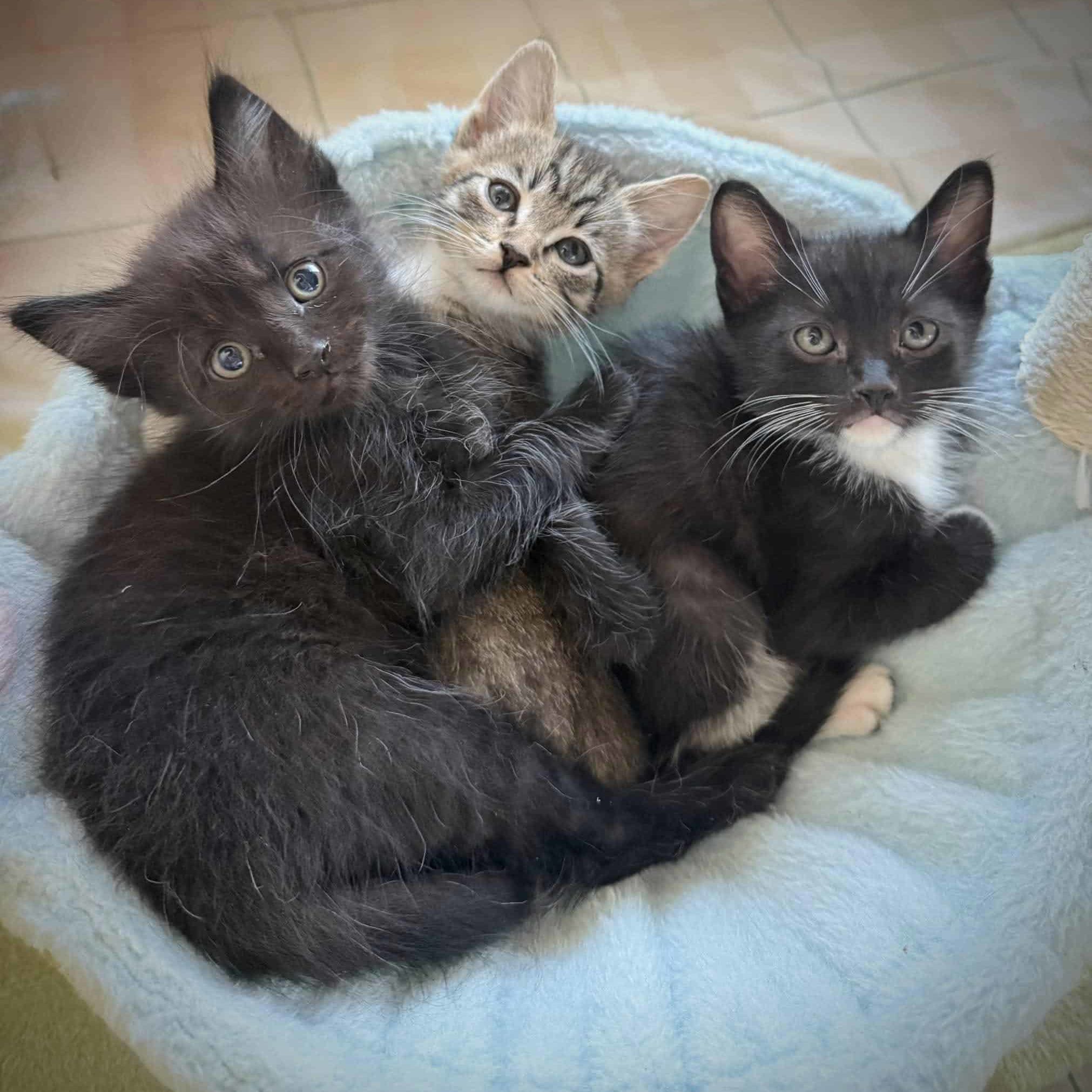 485146998 1217742596379179 125628484918080671 N