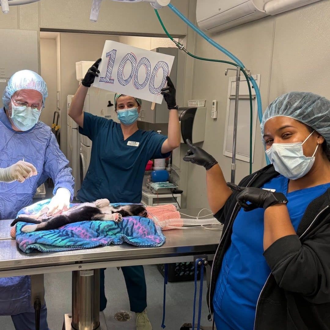 492915414 1247852970034808 2690904655955281809 N