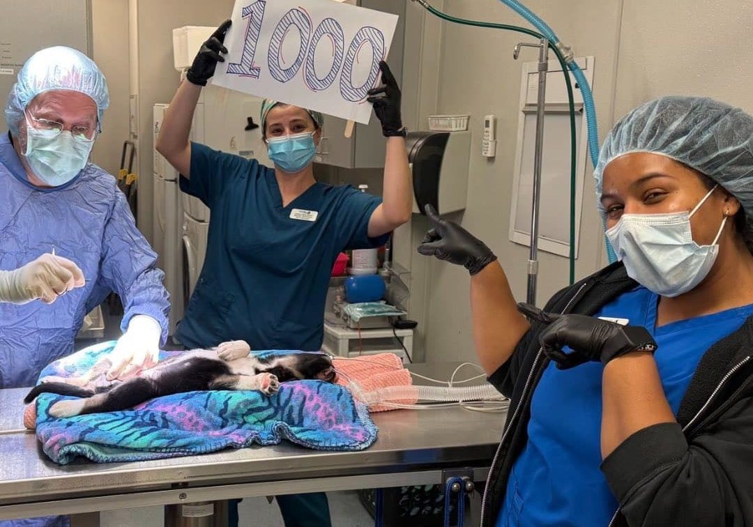 492915414 1247852970034808 2690904655955281809 N