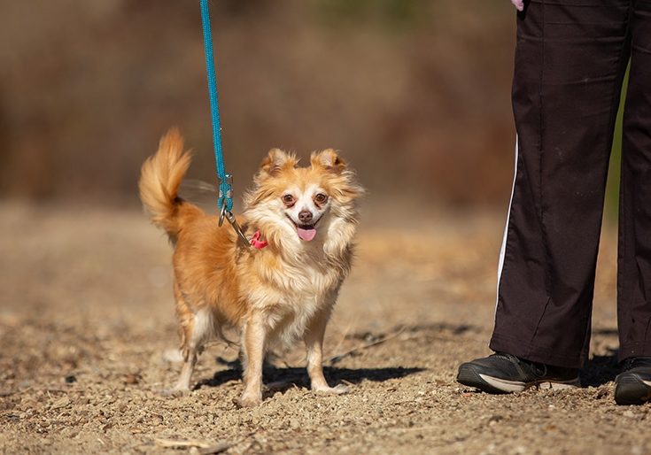 5 Common Questions About Leash Laws