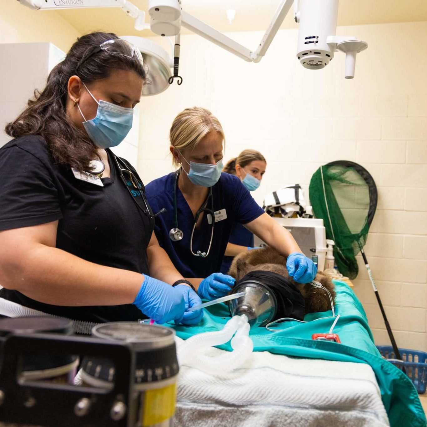 528579910 1322605899226181 5439224291066789173 N