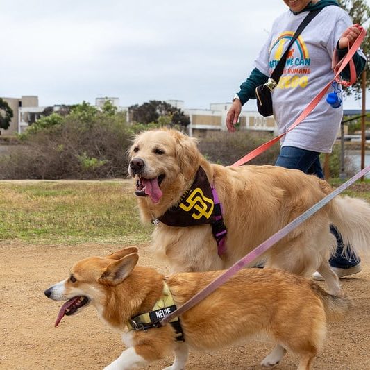 54501315982 17c97cca70 C