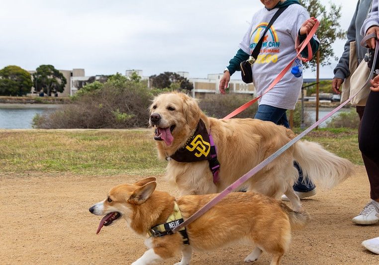 54501315982 17c97cca70 C