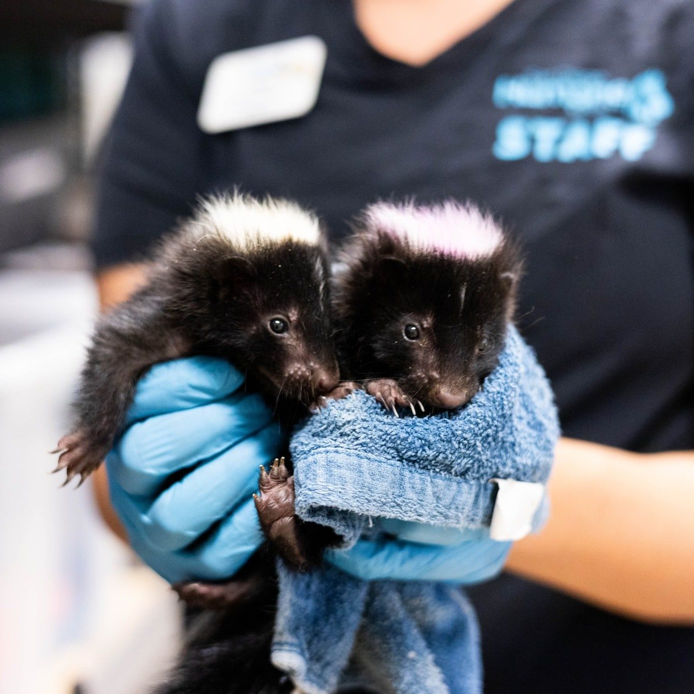 547361221 1355466262606811 3425059909135870511 N