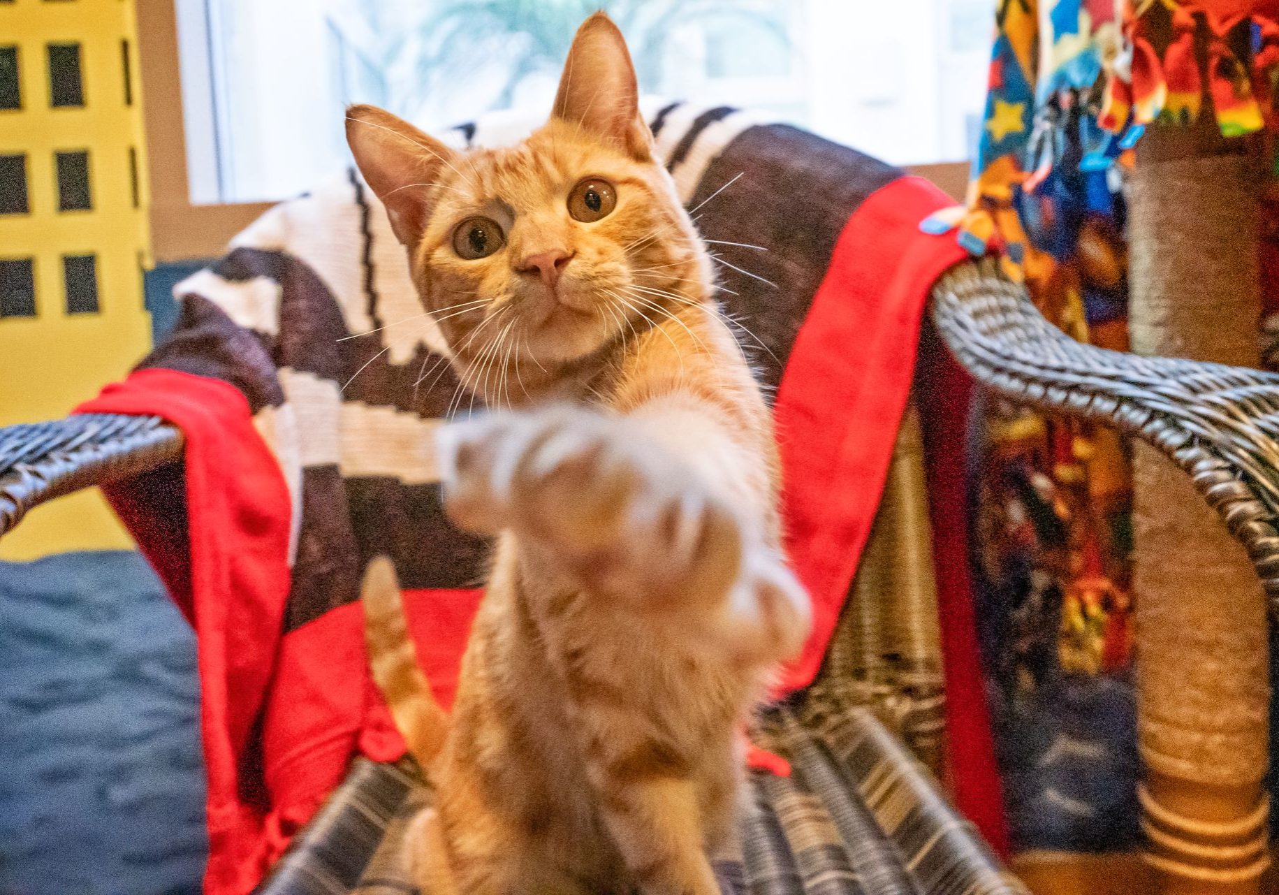 An orange cat reaching toward the camera