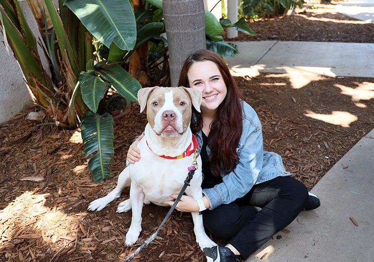 7 Truths About Pit Bulls