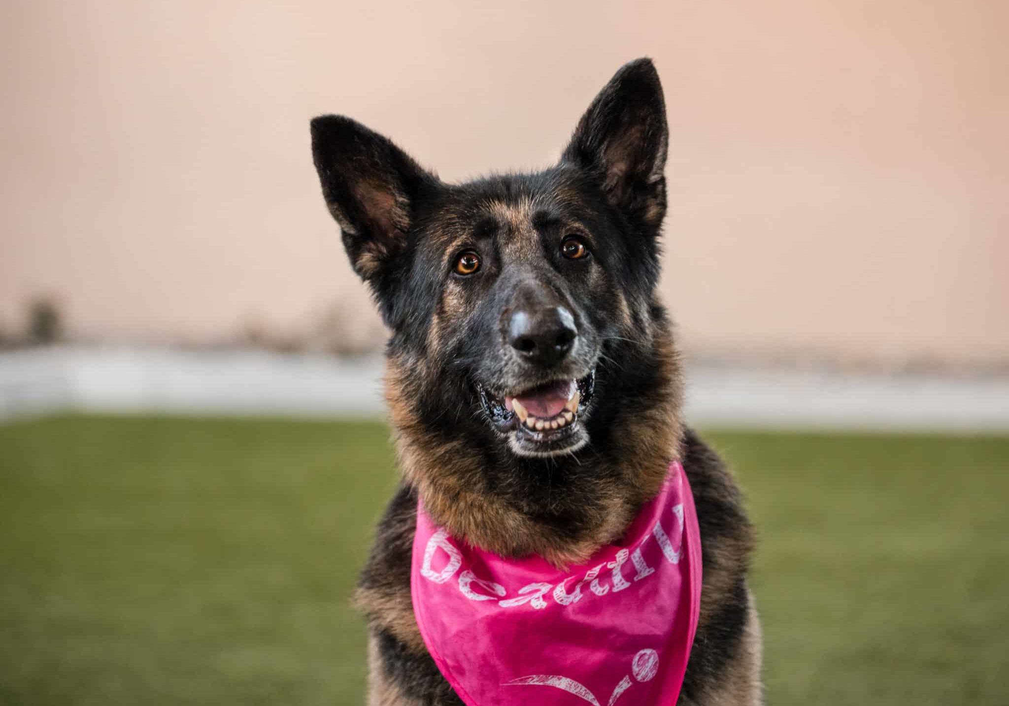 A German shepherd wearing a pink bandana