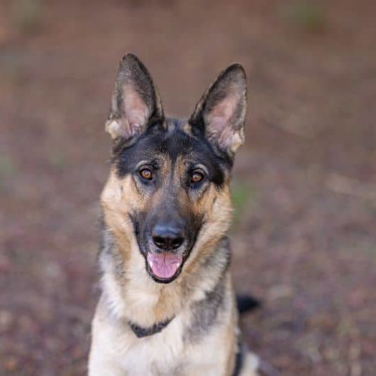 Amber 935902 SU ESC 4