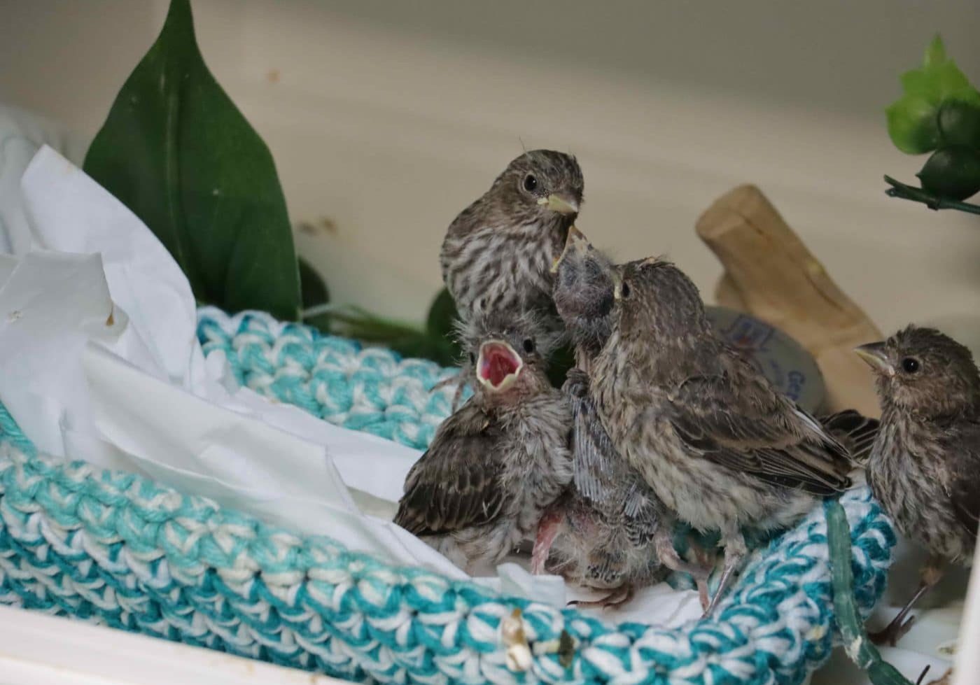 Baby Songbirds_2.JPG
