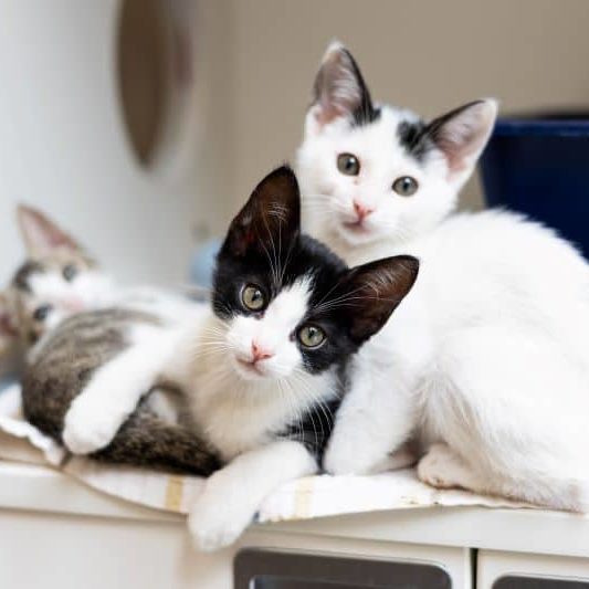 Badger 950661 PT SDC 071425 2