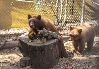 Bear Cubs 102125 22