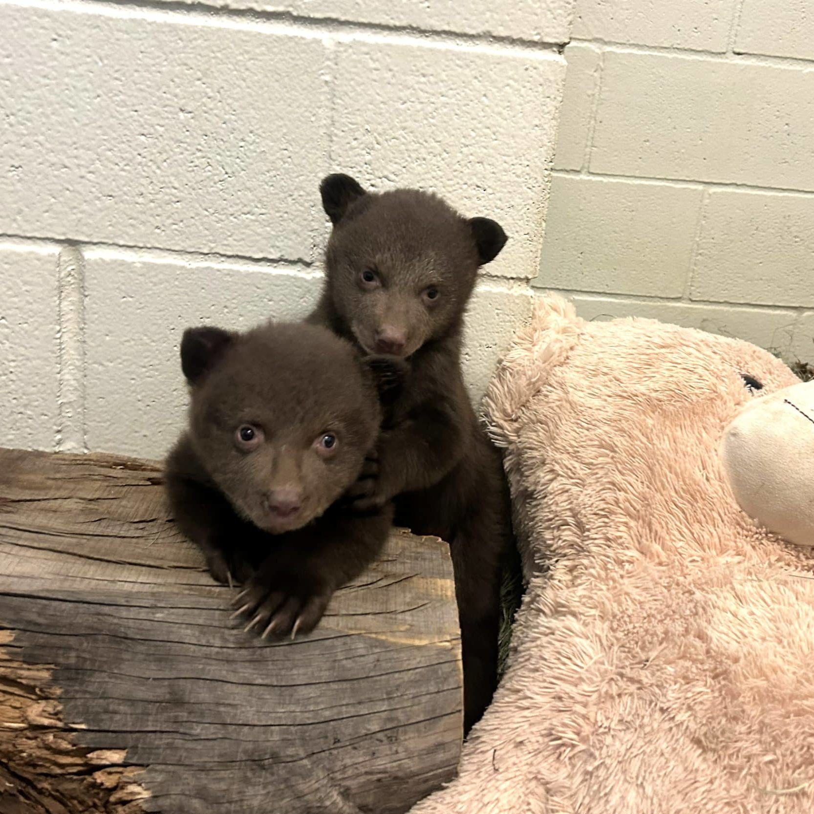 Bear Cubs 1 Updated