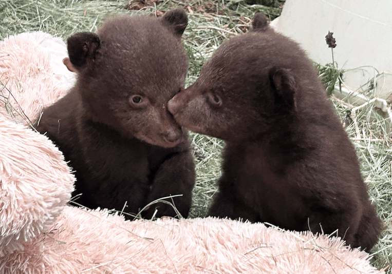 Bear Cubs